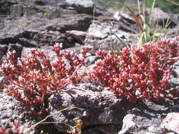 Imagem de Sedum vinicolor S. Wats.