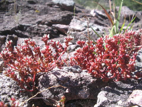 Image of Sedum vinicolor S. Wats.