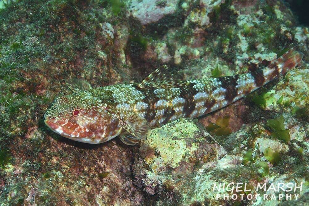 Image of Arrowtooth lizardfish