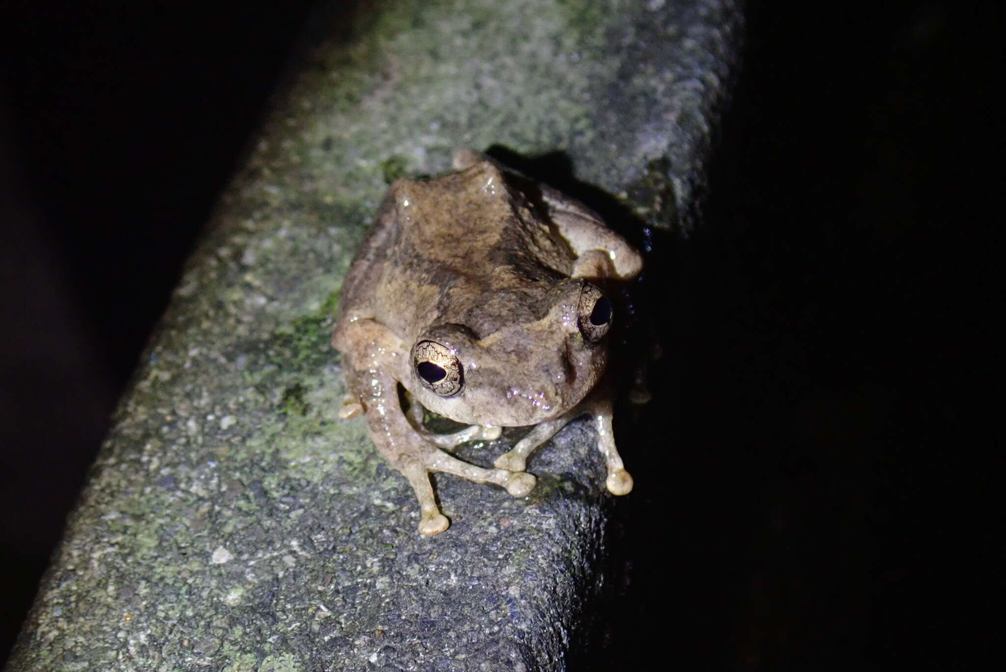 Image of Temple Tree Frog