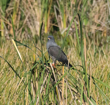 Image of Everglade snail kite