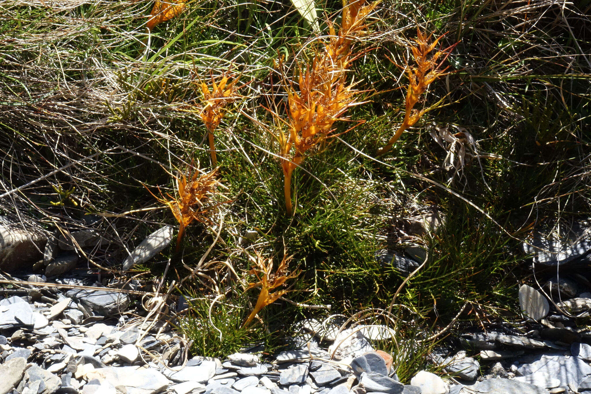 Image of Aciphylla pinnatifida Petrie