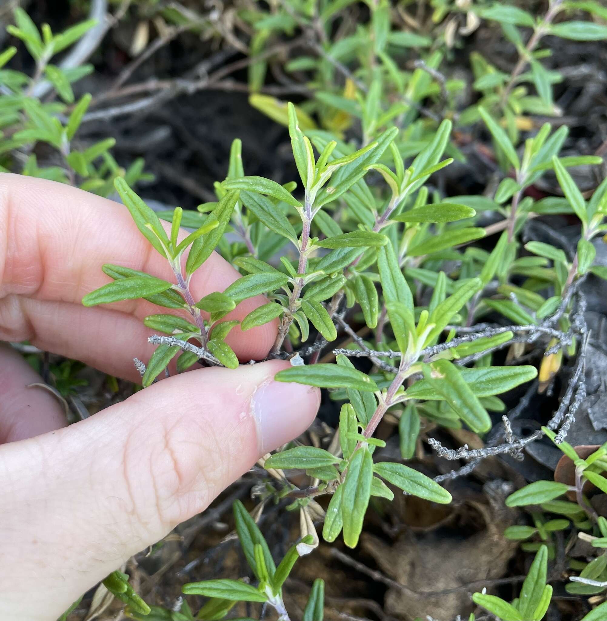 صورة Monardella hypoleuca subsp. intermedia A. C. Sanders & Elvin