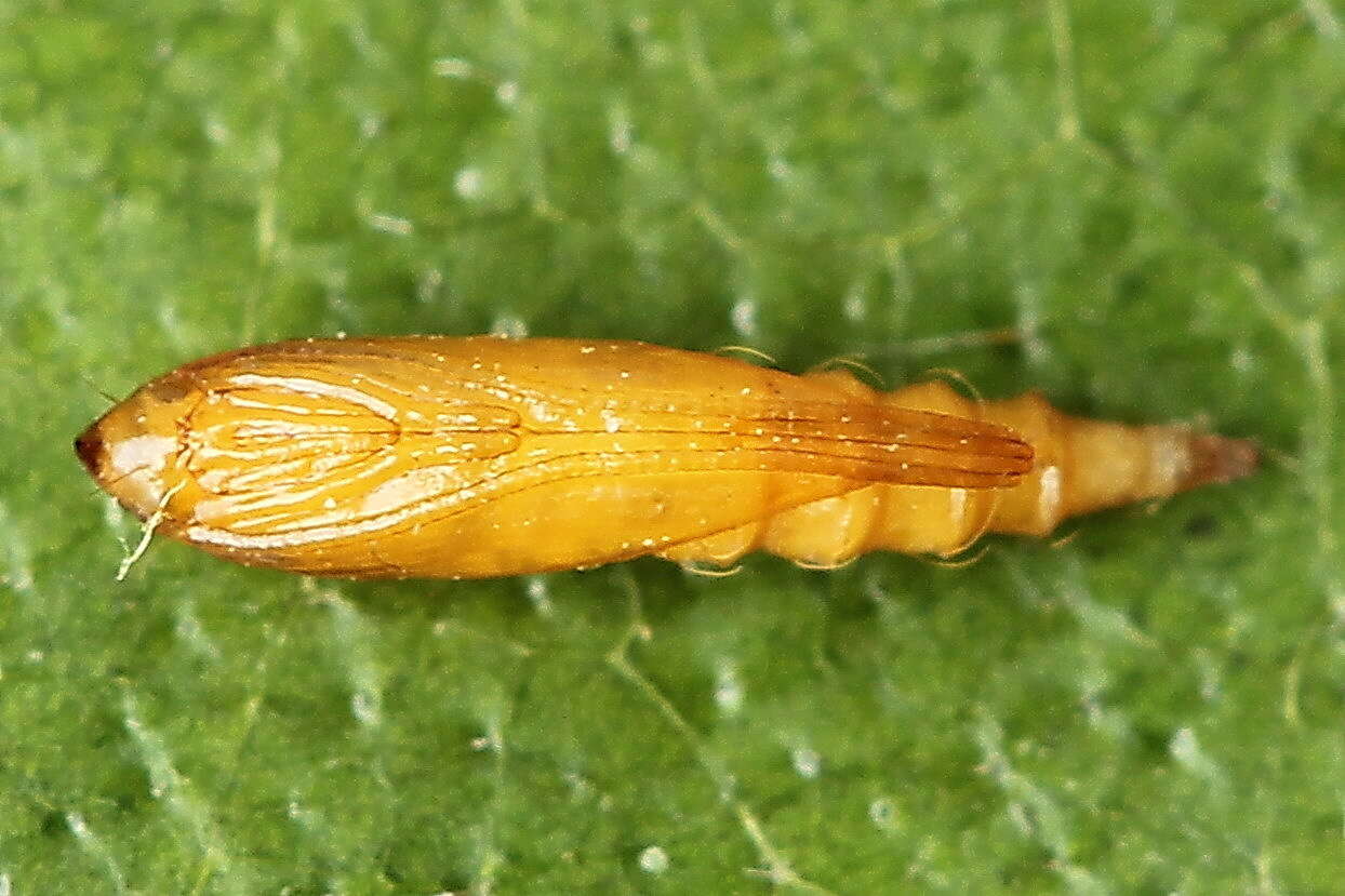 Plancia ëd Phyllonorycter klemannella (Fabricius 1781)