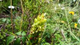 Imagem de Platanthera pollostantha R. M. Bateman & M. Moura