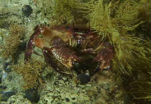 Image of Nectocarcinus integrifrons (Latreille 1825)