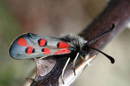 Image of Zygaena rhadamanthus Esper 1793