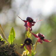 Image of Telipogon falcatus Linden & Rchb. fil.