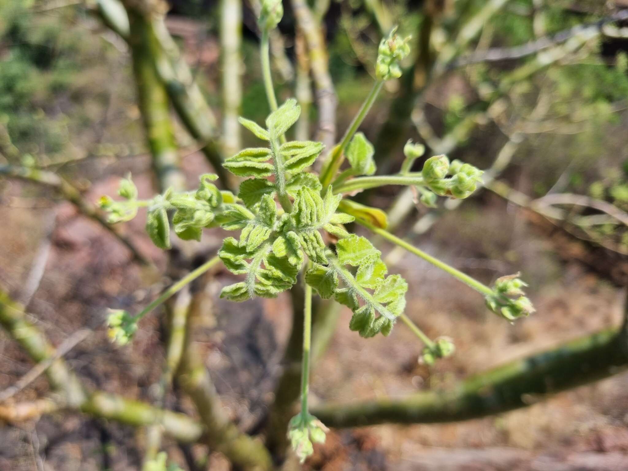 Sivun Commiphora marlothii Engl. kuva