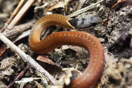 Image of Triangle Many-tooth Snake