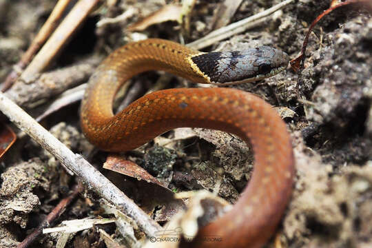 صورة Sibynophis triangularis Taylor 1965