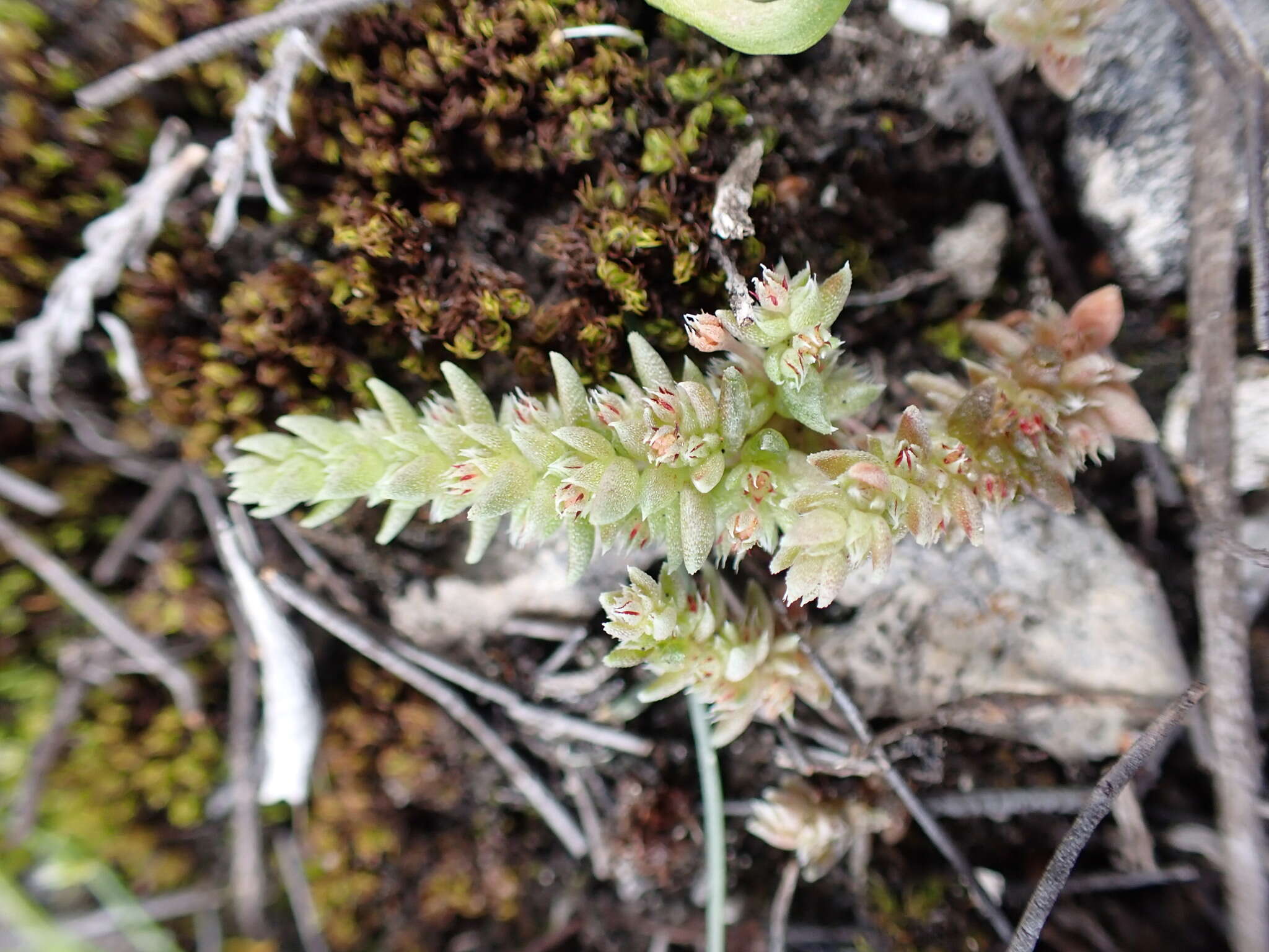 Image of Crassula campestris (Eckl. & Zeyh.) Endl. ex Walp.