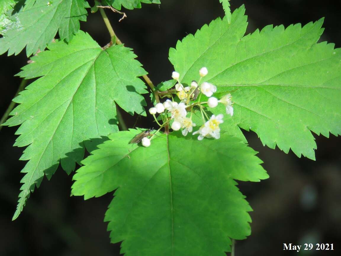 Neillia incisa (Thunb.) S. H. Oh的圖片