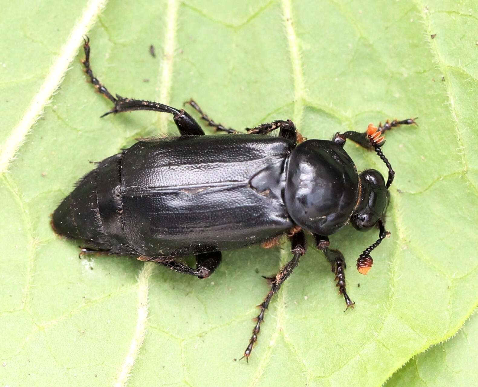 Image of Nicrophorus (Nicrophorus) humator (Gleditsch 1767)