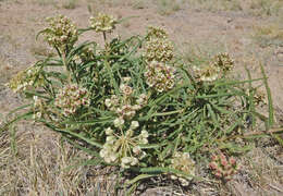 Image of spider milkweed