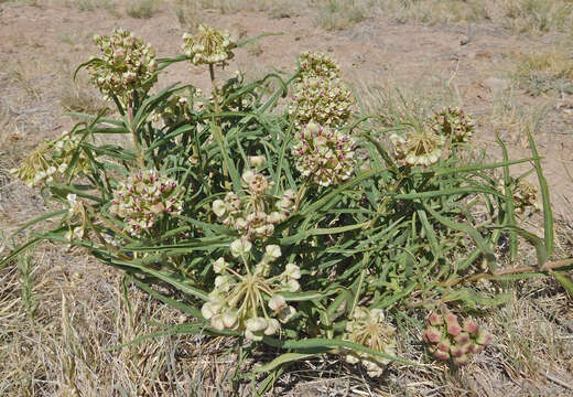 Image of spider milkweed