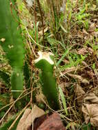 Image of Cereus fernambucensis Lem.