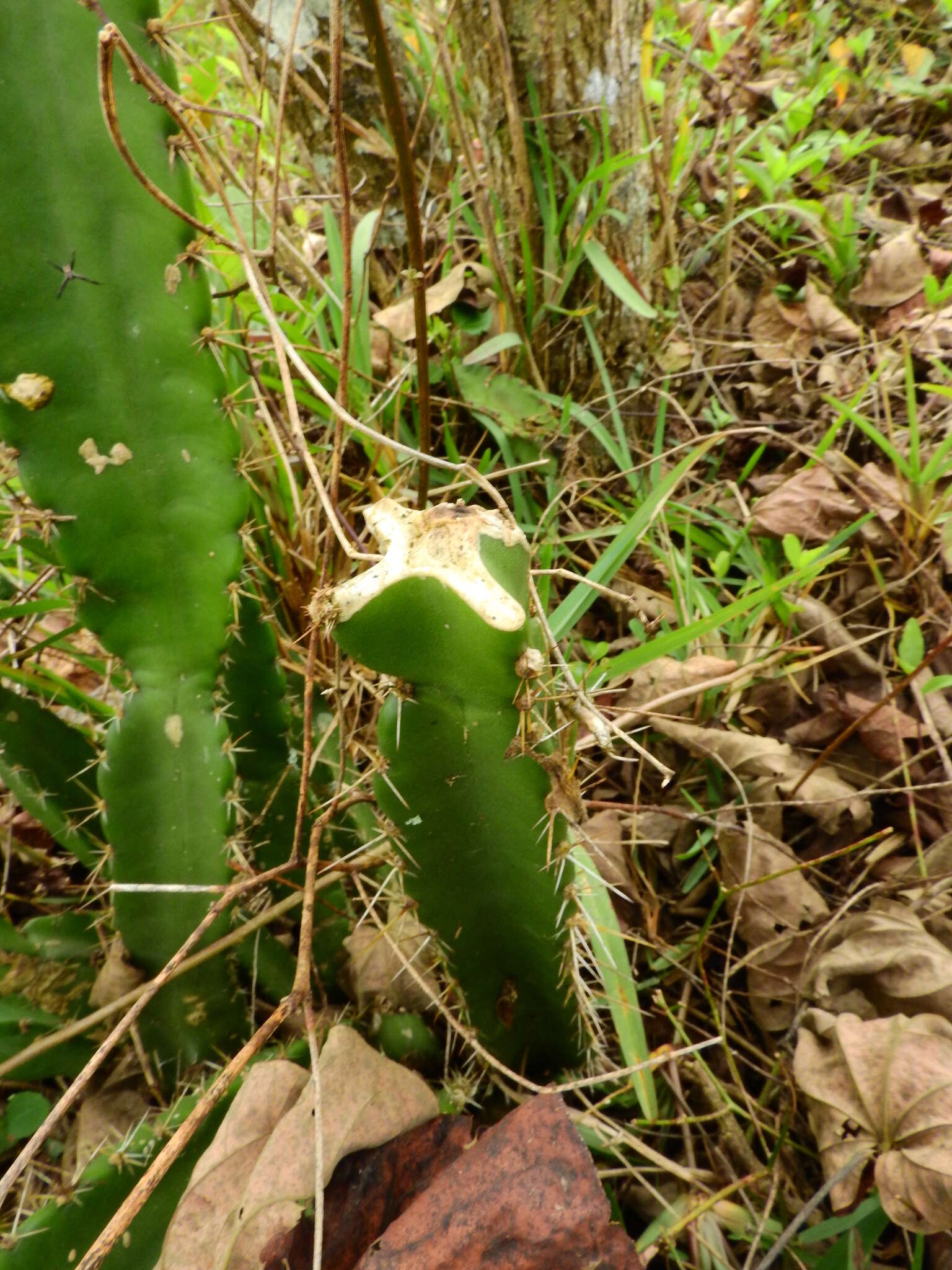 Image de Cereus fernambucensis Lem.