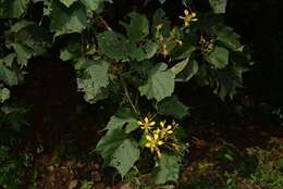 Image de Erinocarpus nimmonii Nimmo ex J. Grah.