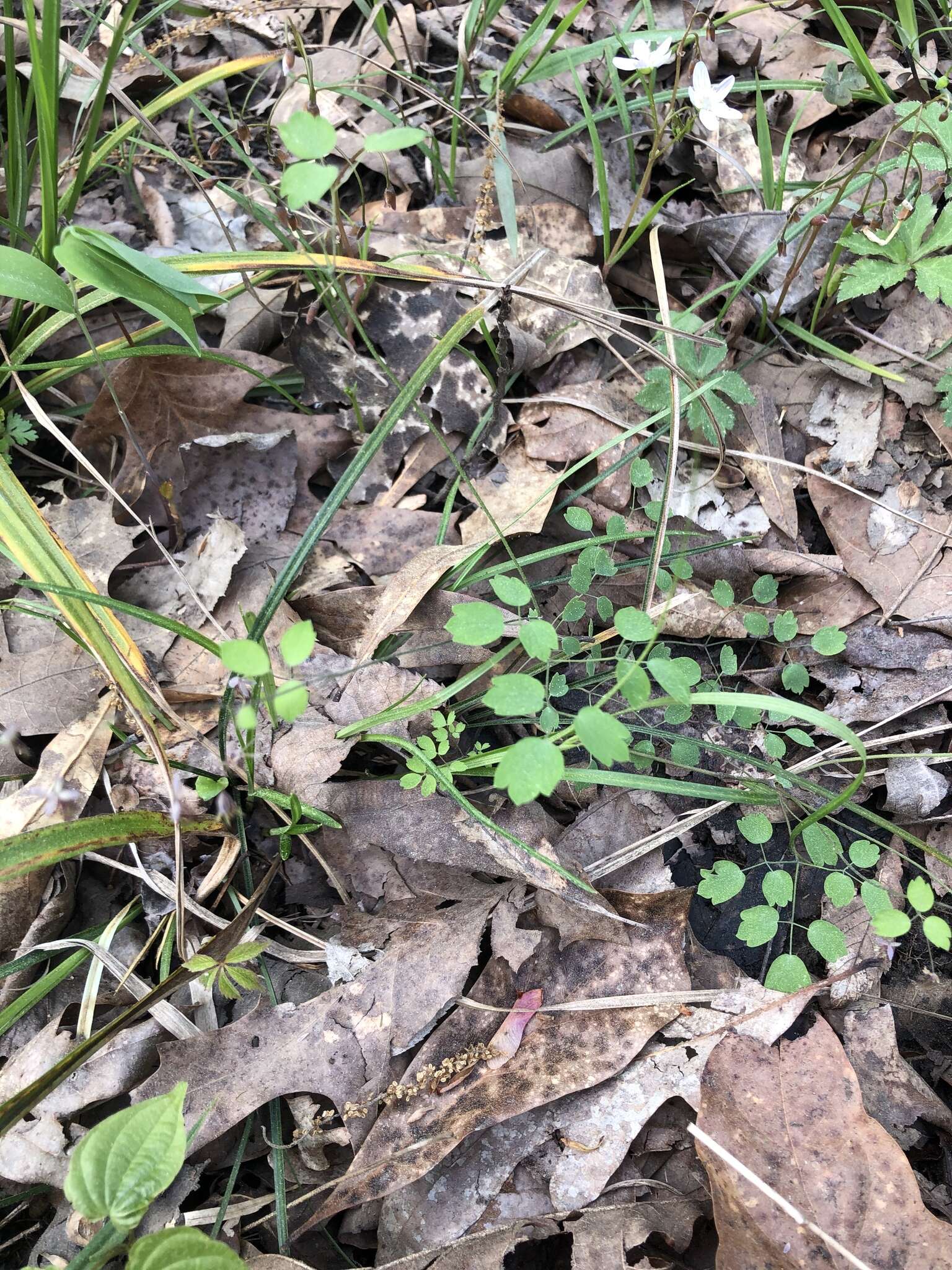 Image of Southern Meadow-Rue