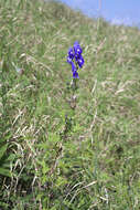 Imagem de Aconitum japonicum subsp. maritimum (Nakai ex Tamura & Namba) Y. Kadota