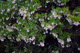 Слика од Arctostaphylos densiflora M. S. Baker