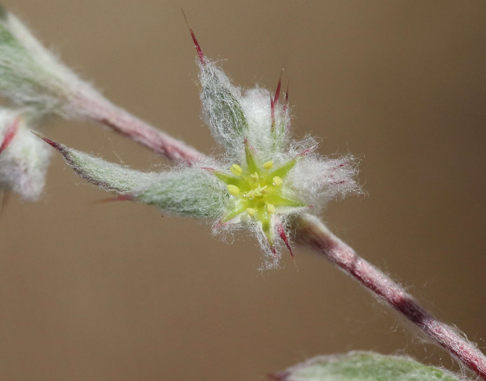 Image of false spikeflower