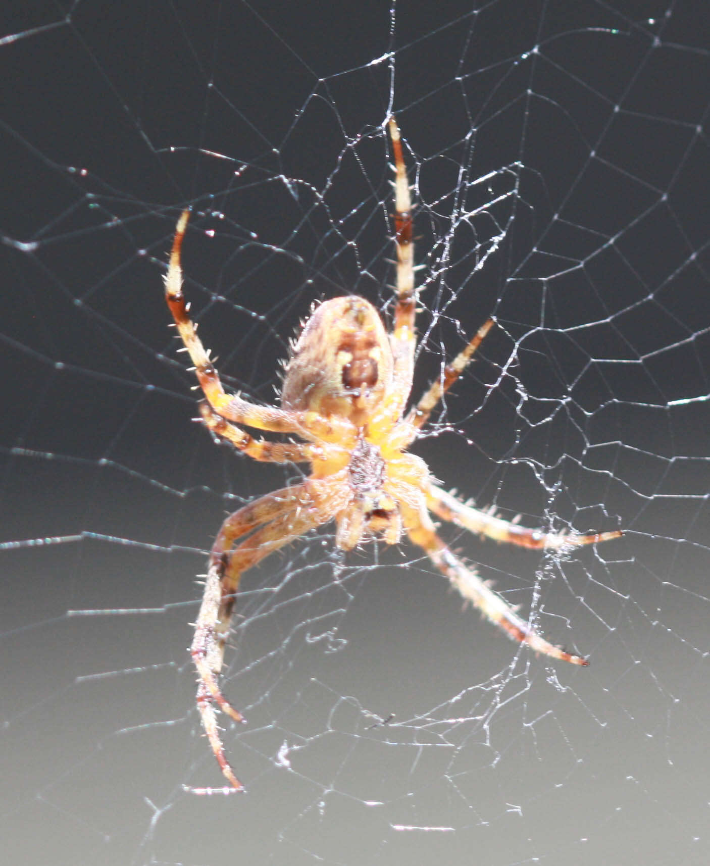 Image of Garden spider