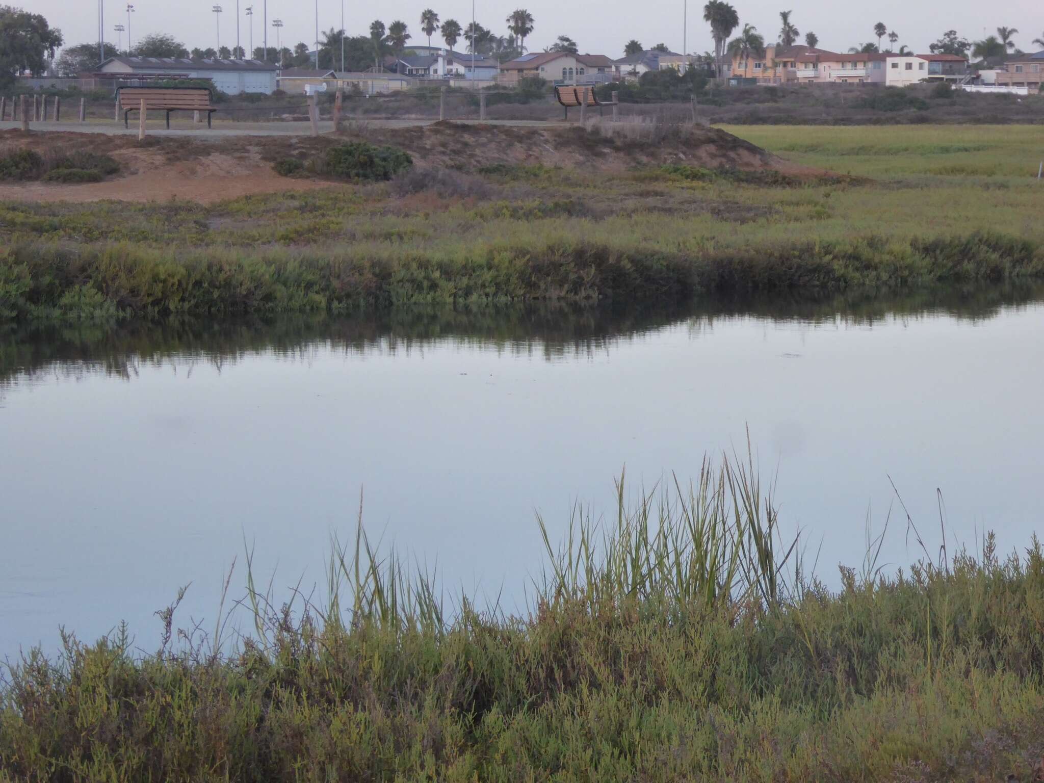 Image of California Cord Grass