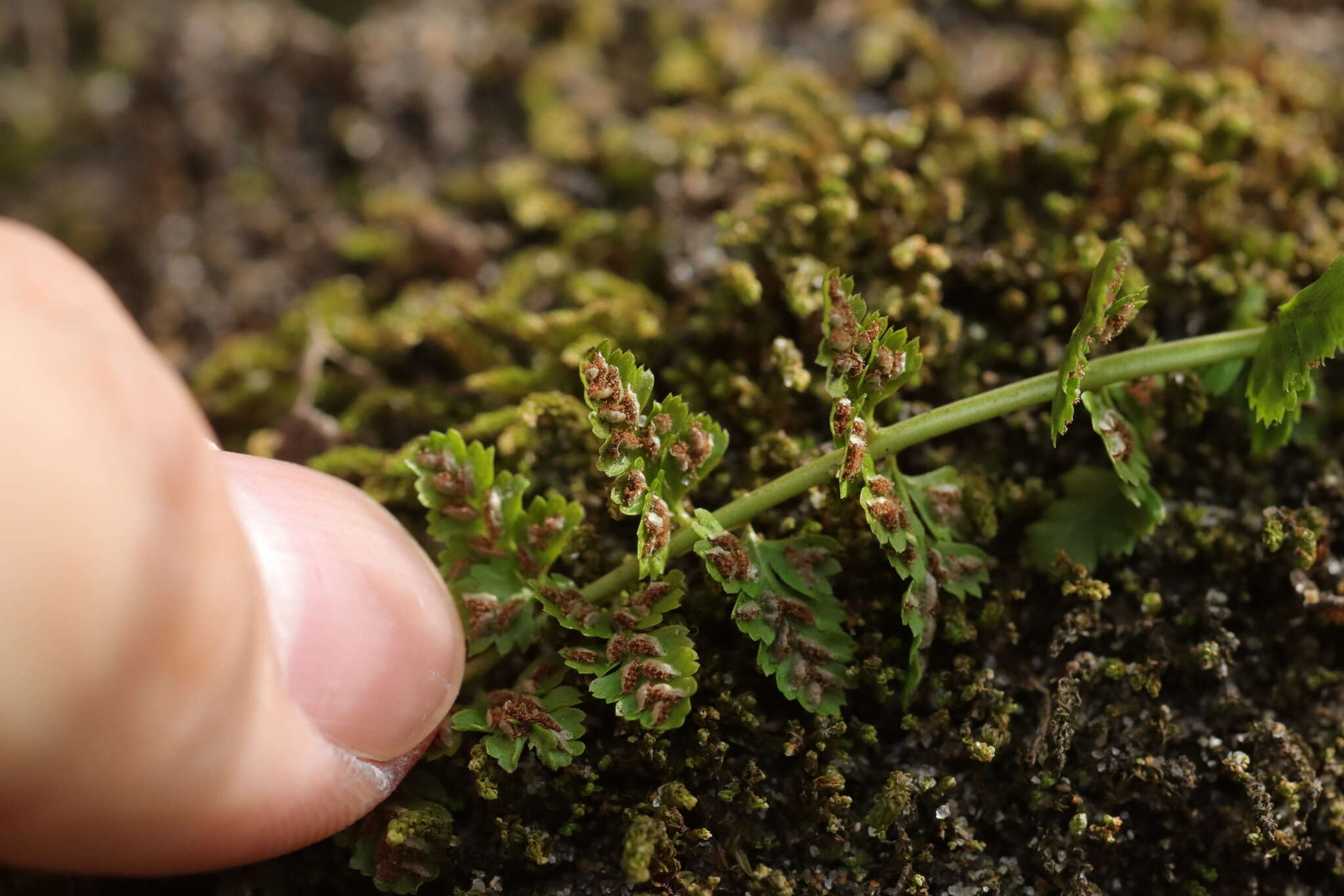 Plancia ëd Asplenium incisum Thunb.