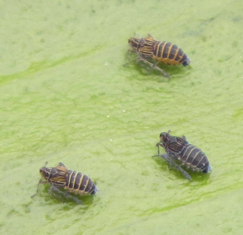 Image of Leafhopper