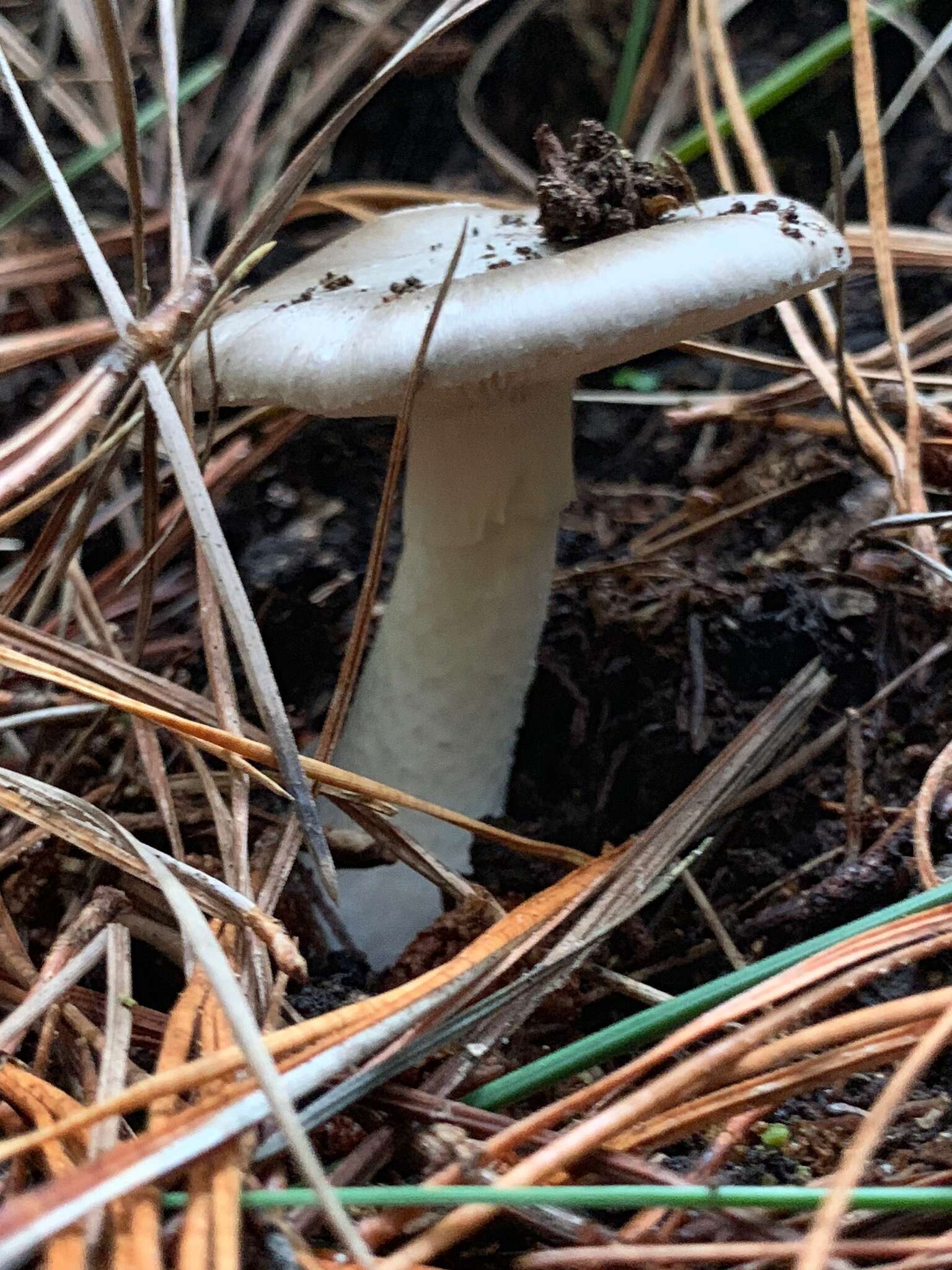 Image of Amanita marmorata Cleland & E.-J. Gilbert 1941