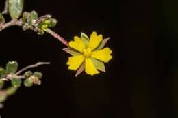 Sivun Hibbertia empetrifolia subsp. radians H. R. Toelken kuva