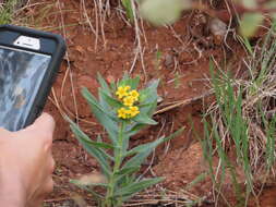 Image of California stoneseed