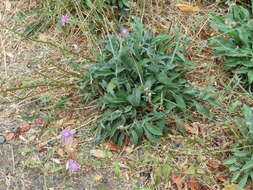 Image of <i>Centaurea gerstlaueri</i>