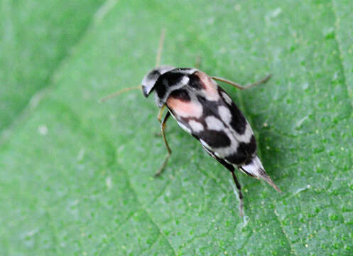 Image of Paramordellaria carinata (Smith 1883)