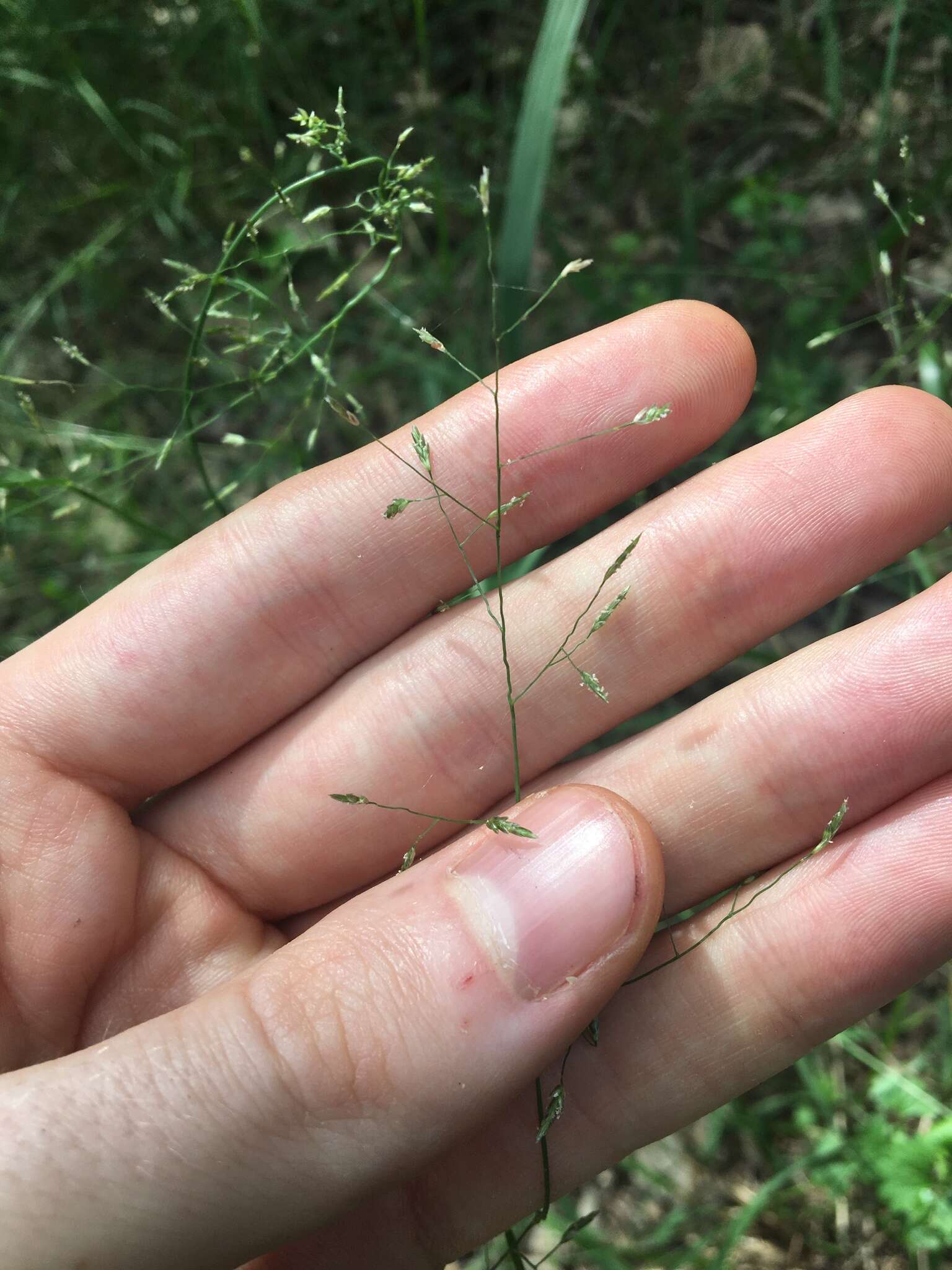 Image of Australian lovegrass