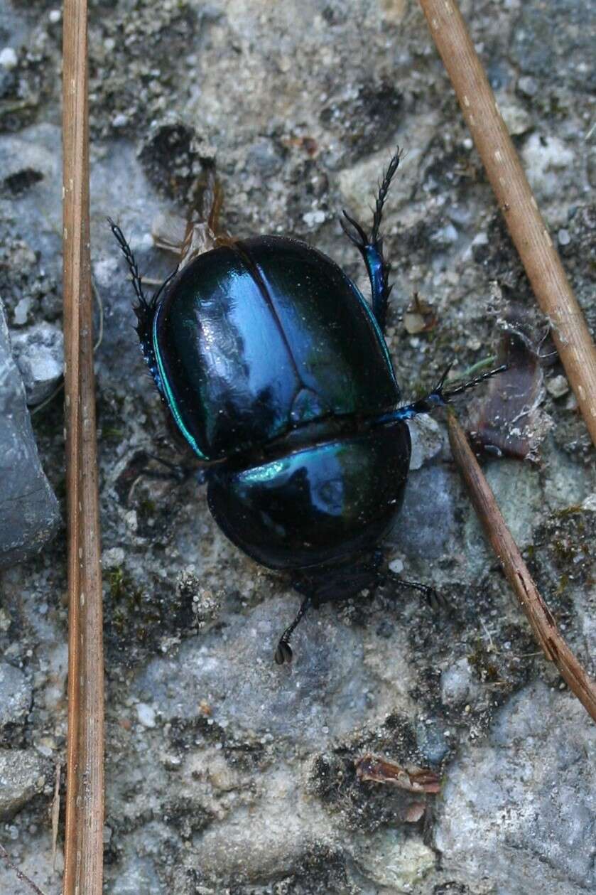 Image of Trypocopris pyrenaeus (Charpentier 1825)