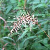 Image of Eastern Bottle-Brush Grass