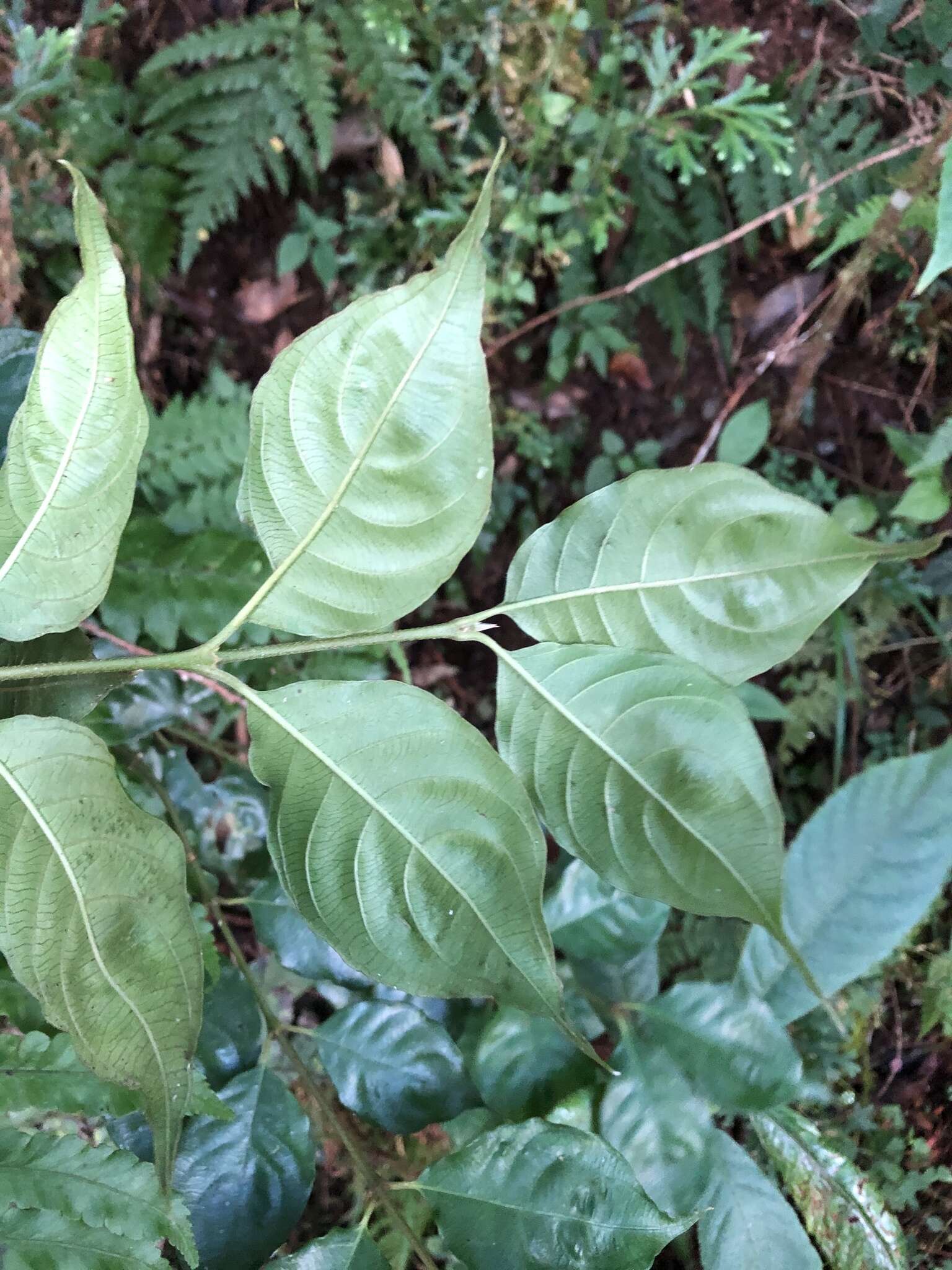 Image of Lasianthus fordii var. microphyllus (Elmer) H. Zhu