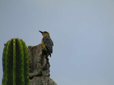 Image of Red-crowned Woodpecker