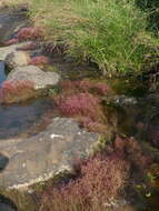 Image of Rotala serpyllifolia (Roth) Bremek.