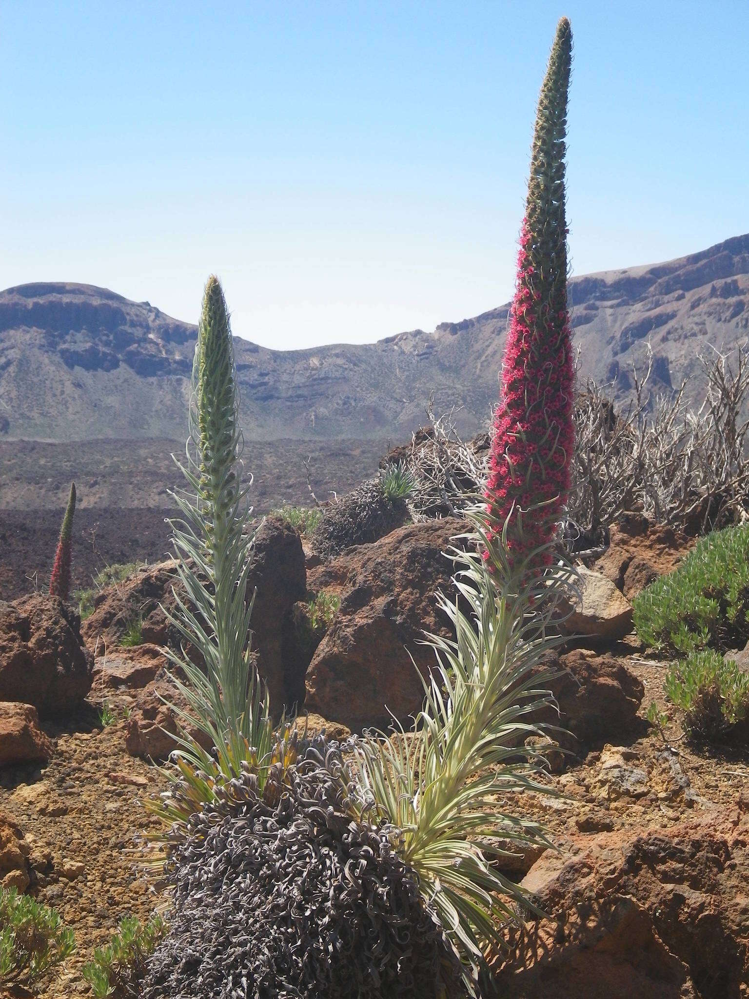 Image of Echium wildpretii H. H. W. Pearson ex Hook. fil.