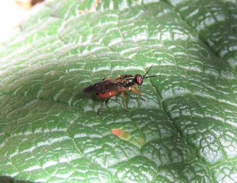 Image of Cyphomyia dispar Schiner 1868