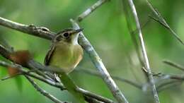 Image of Stub-tailed Spadebill