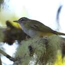 Image of Vireo chivi griseobarbatus (Berlepsch & Taczanowski 1884)