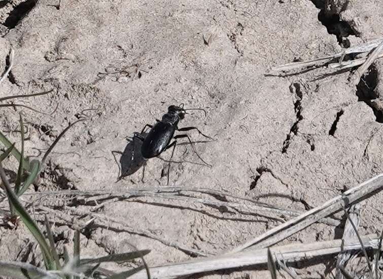 Image of Black-bellied tiger beetle