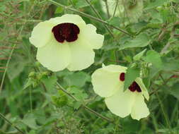 Hibiscus vitifolius L.的圖片