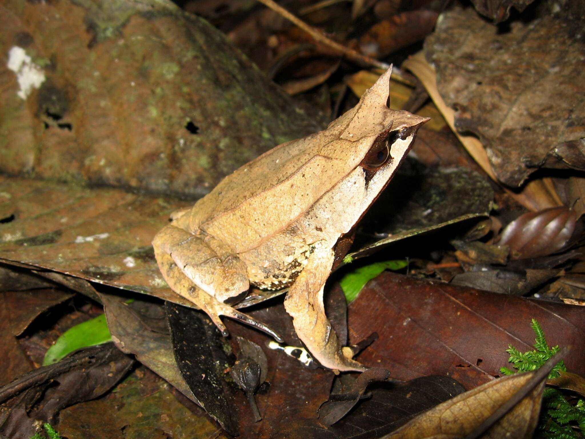 صورة Megophrys nasuta (Schlegel 1858)