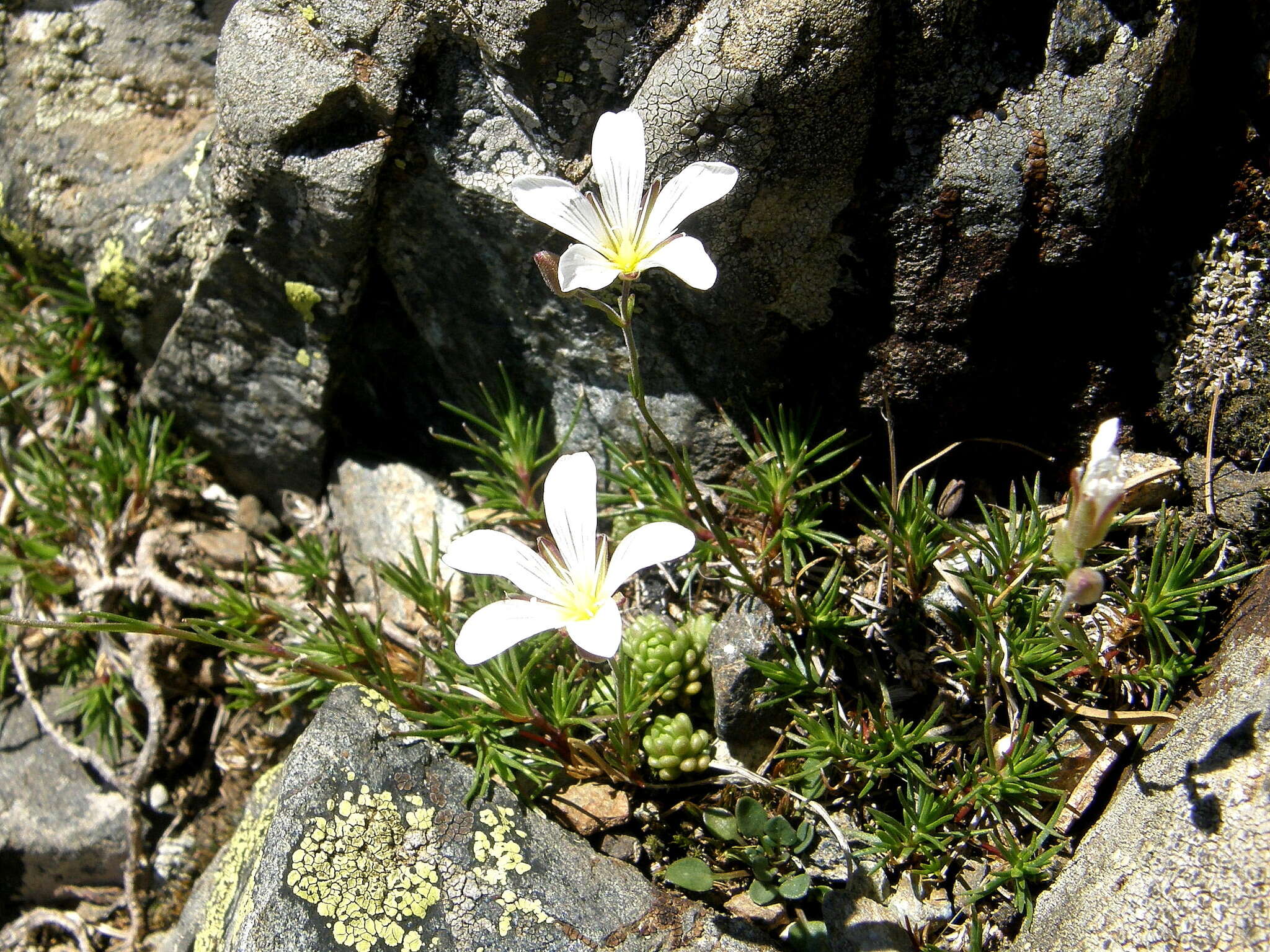 Plancia ëd Cherleria laricifolia (L.) Iamonico